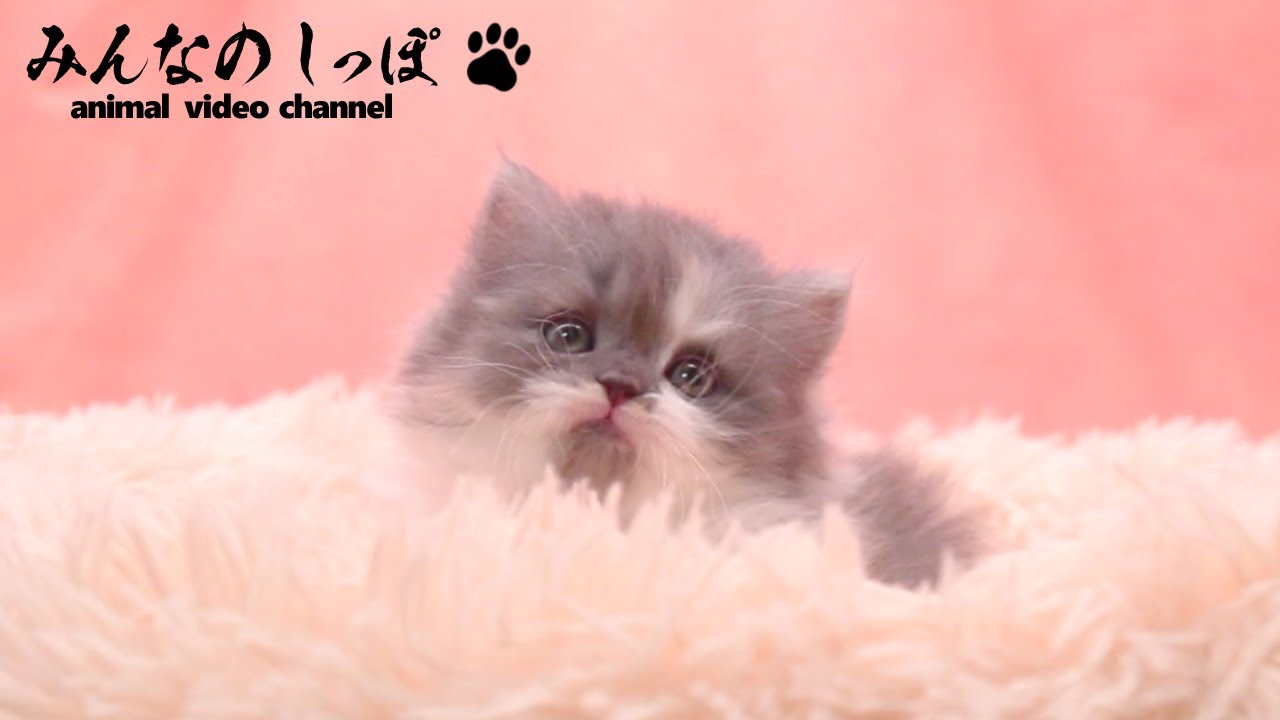 みんなのしっぽ【 サイベリアン / Coco / R7111203-2 】