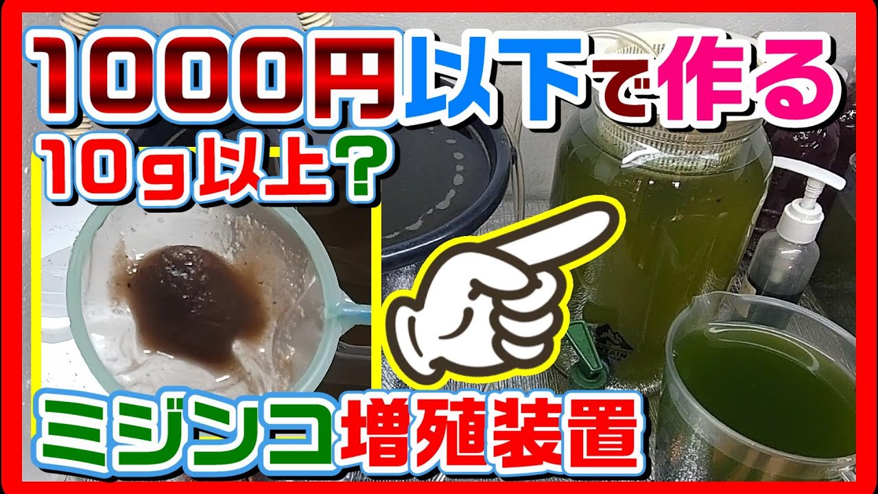 1000円以内で作る！ミジンコ増やす装置【爆殖君ミニ】と【爆殖君】でミジンコ大量増殖！【タマミジンコ本舗】#ミジンコの増やし方 #ミジンコ爆殖君#ミジンコ増殖装置