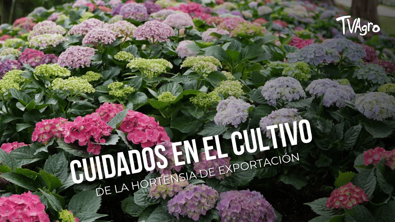 Cuidados en el cultivo de la hortensia de exportación- TvAgro por Juan Gonzalo Angel