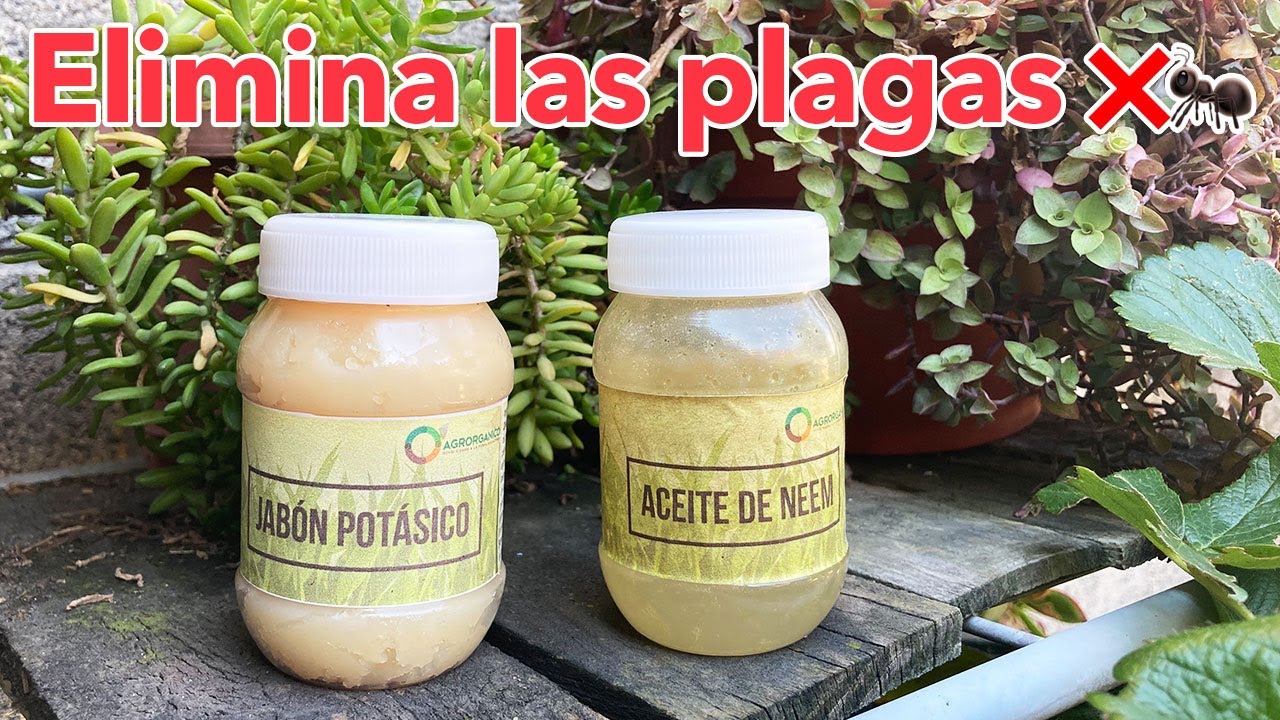 ¿Cómo aplicar el Jabón Potásico y Aceite de Neem contra las plagas? 🐜 (PREVIENE y ELIMINA ❌)