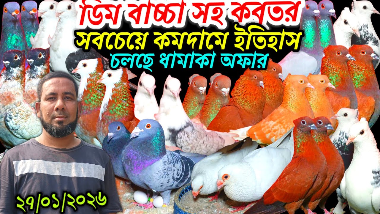 ডিম বাচ্চা সহ কবুতর সবচেয়ে কমদামে ইতিহাস সেরা রাজকীয় আকর্ষণীয় ফেন্সি রেসার গোল্লা গিরিবাজ কবুতর