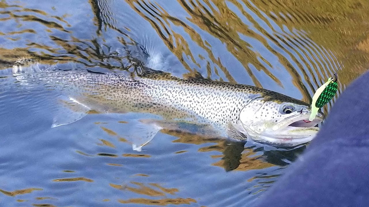 Casting Wicked Lures For Trout.