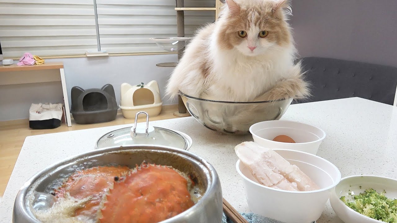 고양이 게살 볶음밥 먹는 날