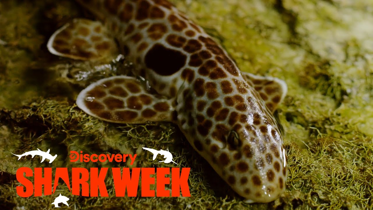 This Shark Can Walk on Land! | Shark Week