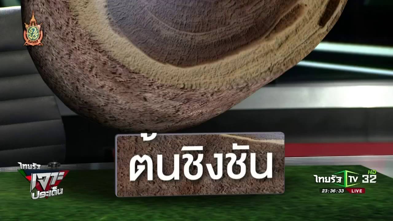ความแตกต่างระหว่างไม้พะยูงและไม้ชิงชัน | 25-07-59 | ไทยรัฐเจาะประเด็น | ThairathTV