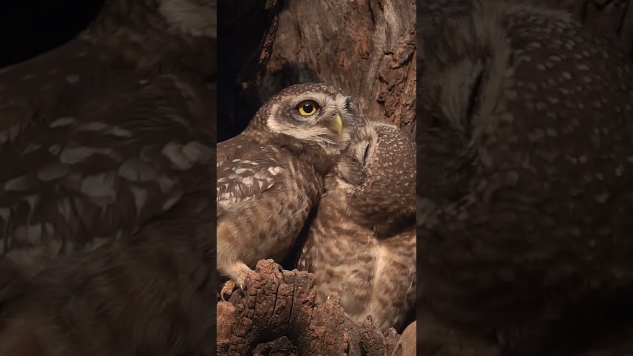 owl love ❤ 