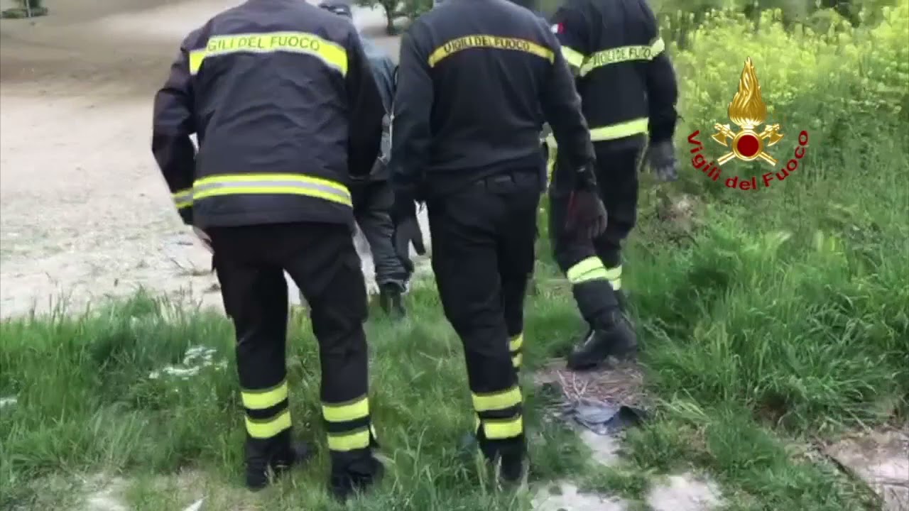 SENIGALLIA (AN) - SALVATAGGIO DI UN CAPRIOLO