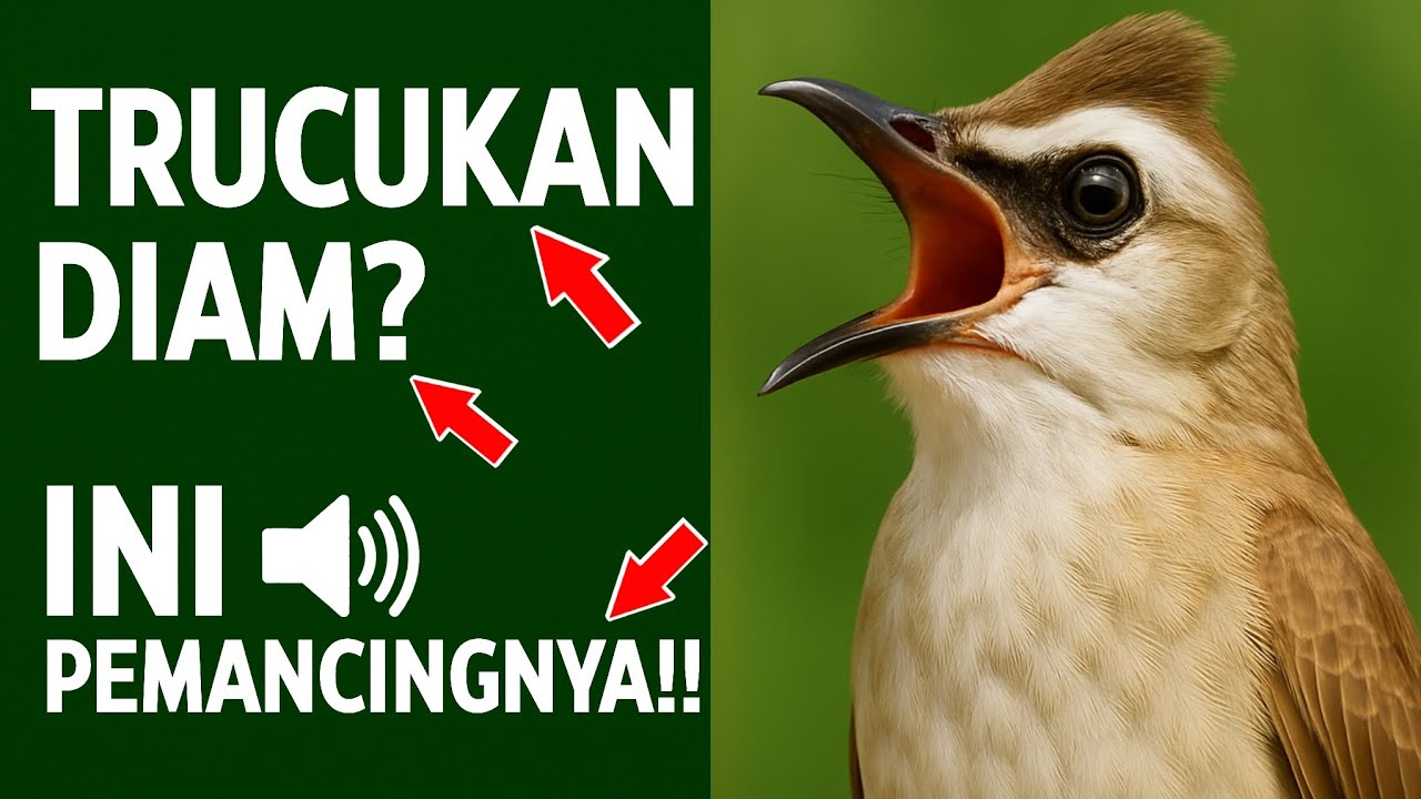 Pancingan Trucukan PALING AMPUH! Burung Langsung Ngalas & Nyaut Bunyi Gacor