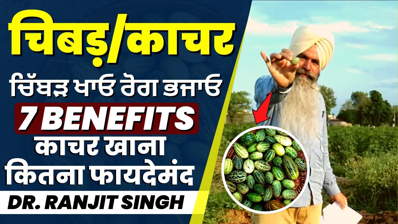 Chibad Khane K Fayde | ਚਿਬੱੜਾ ਦੀ ਚਟਣੀ | चिब्बड़ की चटनी | Kachar K Fayde | Dr. Ranjit Singh