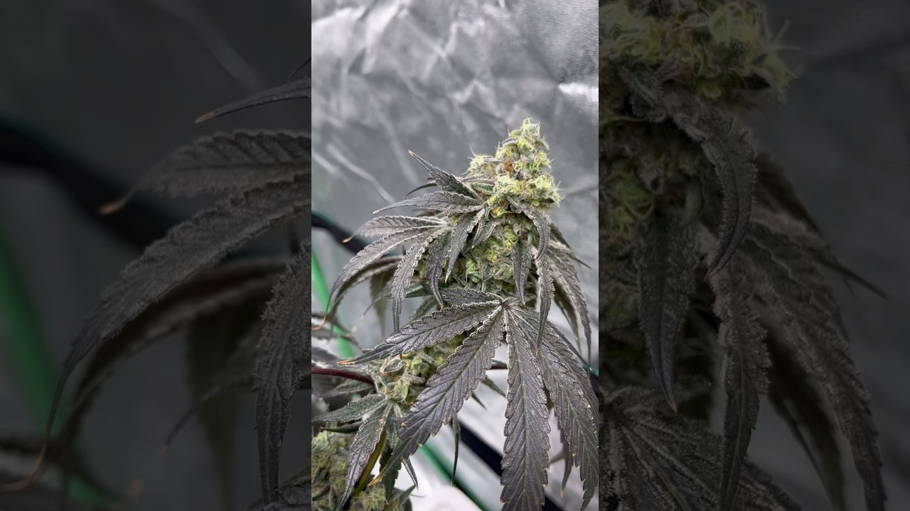 Mac v2 week 7. Genetics from Capulator