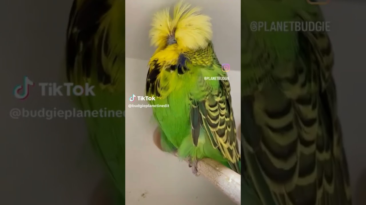 TCB Exhi budgies parrot pair | King Exhibition | Undersize Budgies #budgies #budgie #birds #parrot