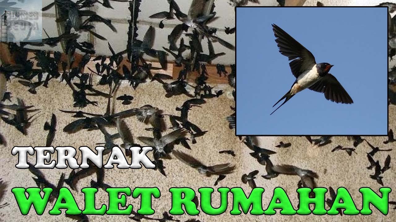 CARA TERNAK WALET RUMAHAN BAGI PEMULA PALING MUDAH