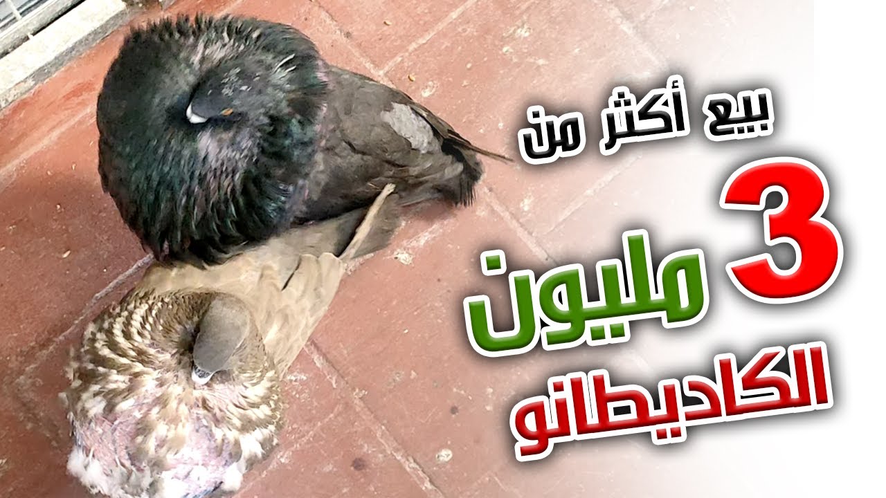 بيع ذكر حمام كاديطانو أكثر من 30.000 درهم😱