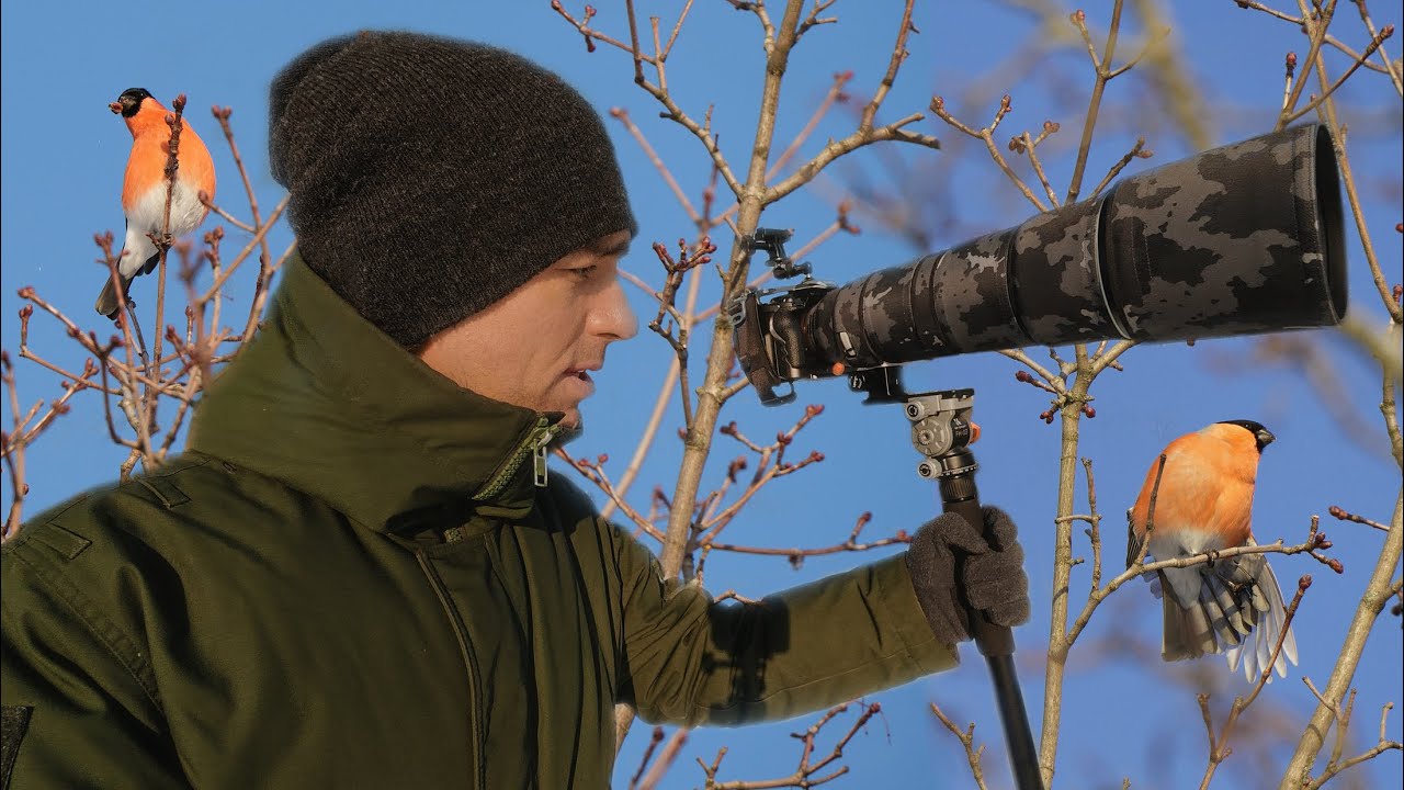 POV фотосъёмка снегирей солнечным зимнем днём | A7RV + 200-600mm