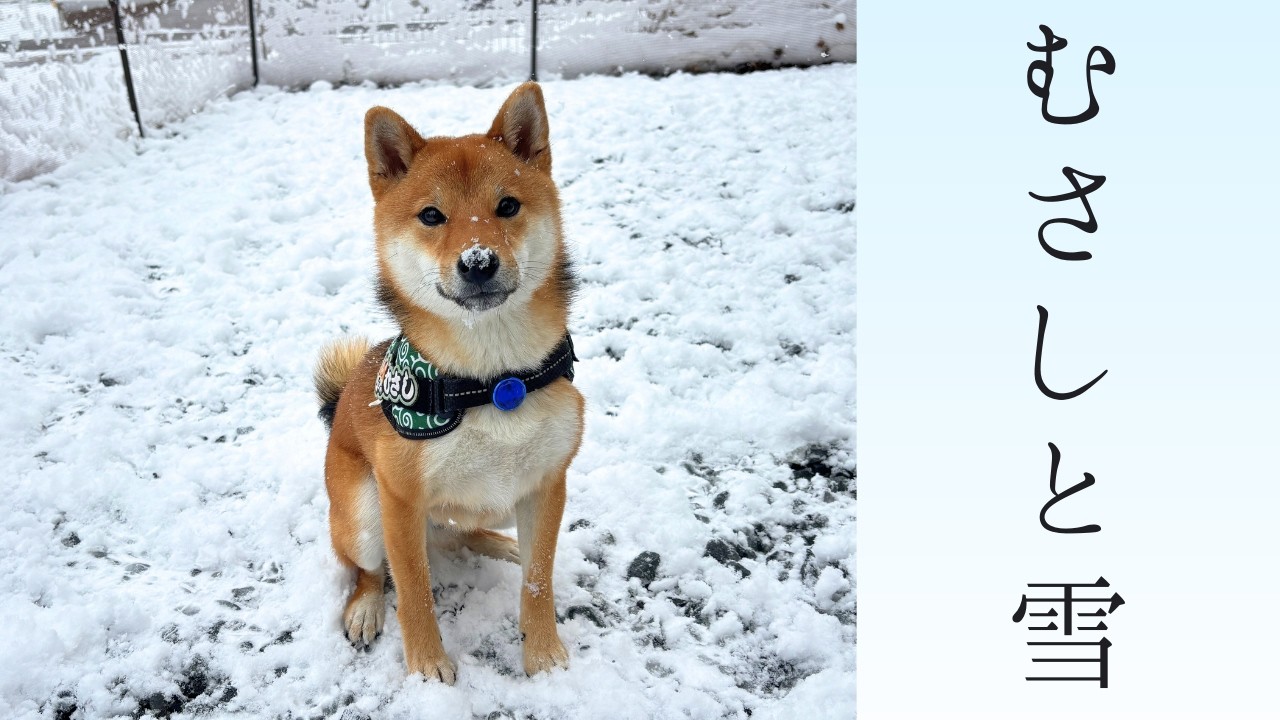 初めての雪遊び【柴犬むさし】