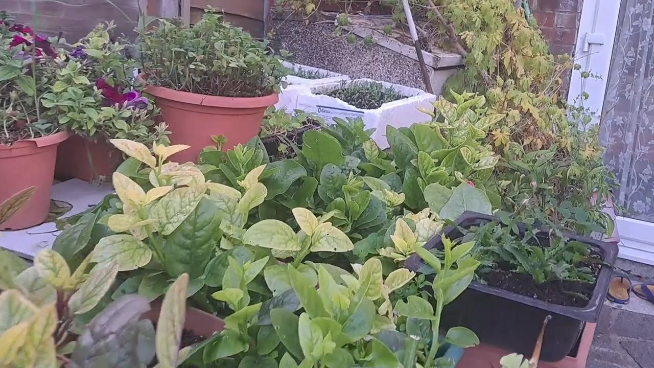 My Friend's Vegetable Garden🪴and🐓| Drive in Rainy🌧Weather