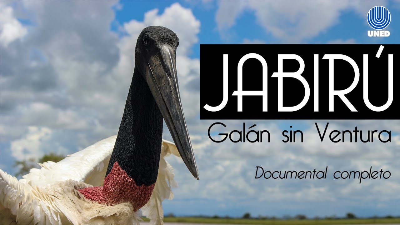 Jabirú, galán si ventura.