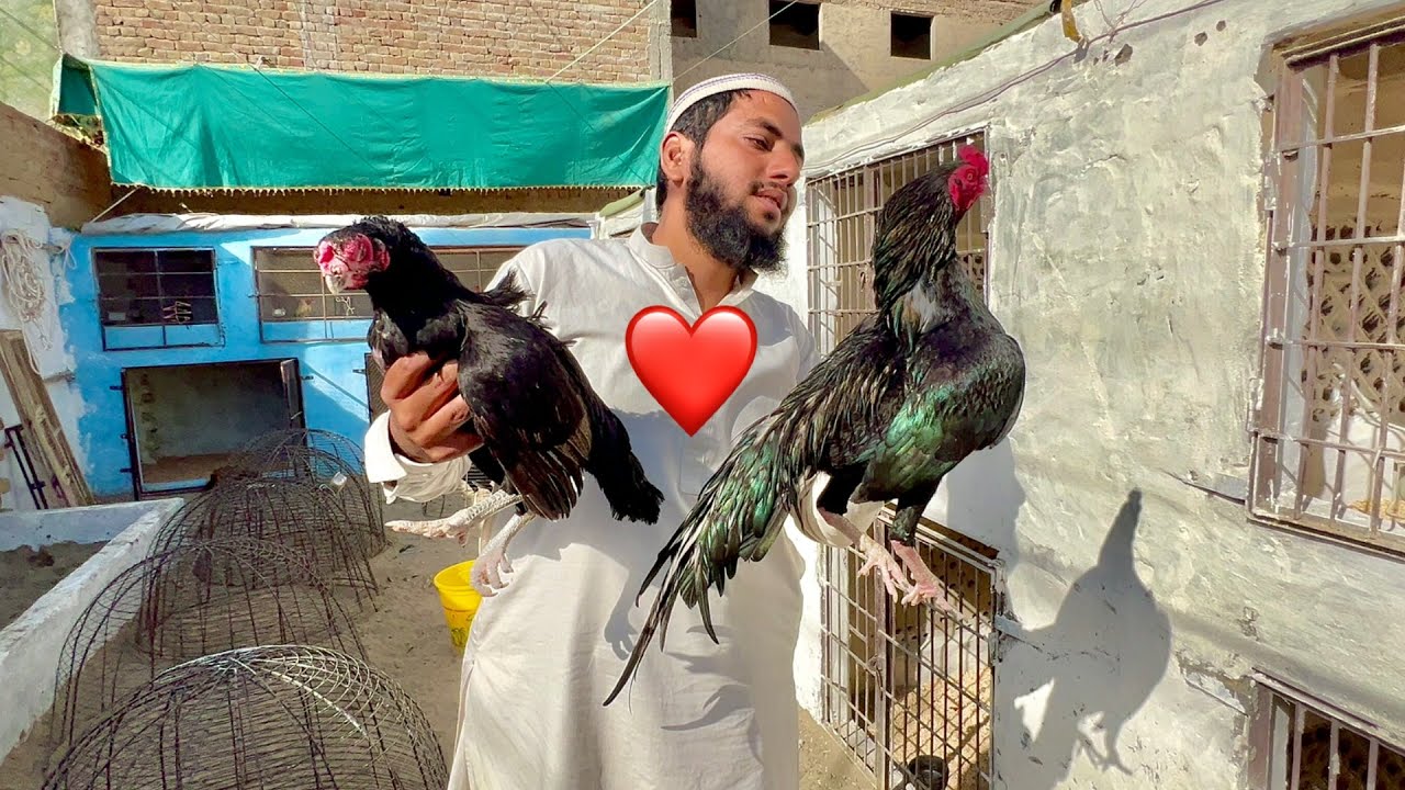 Githi Madi Ki Shadi Krwa Di ❤️ Aesa Ljvab Pair 😍