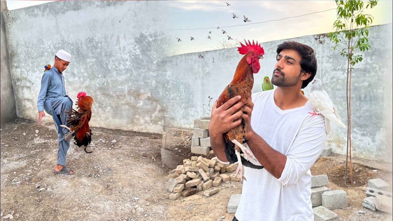 Insano Ko Katney Wala Murgha Mil Gea 🤭