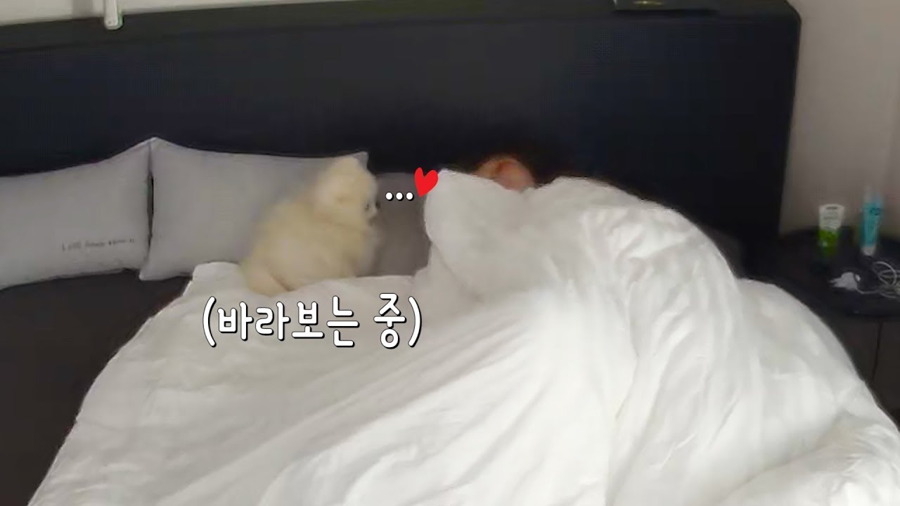 아침마다 주인은 몰랐던 강아지의 행동ㅣ강아지랑 같이 자면 생기는 일(ENG SUB)