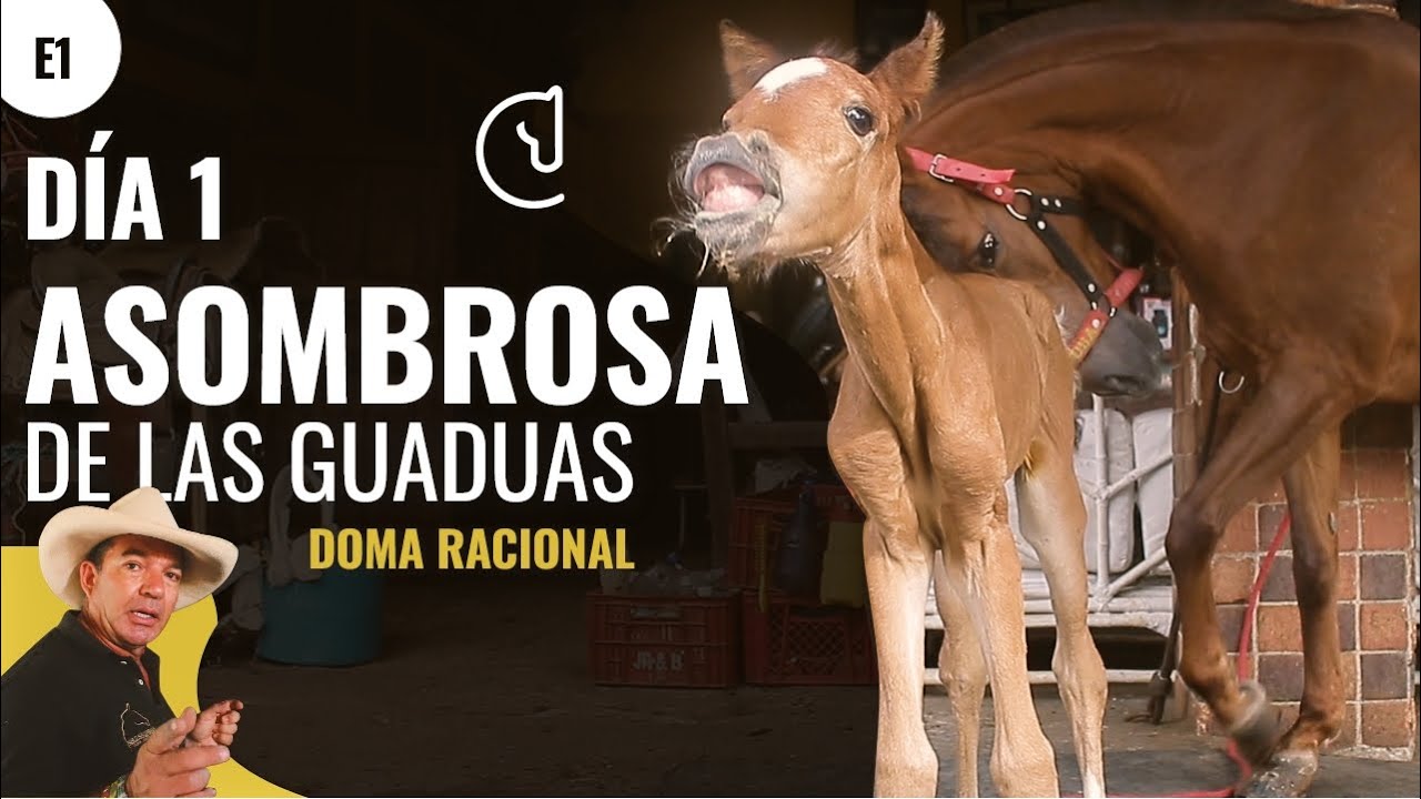 ASOMBORSA PRIMER DÍA DE NACIDA 🐴  manejo de potros - E1