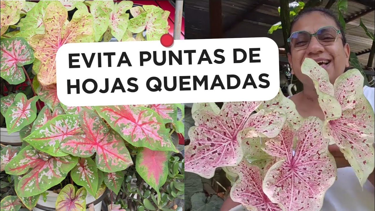 PORQUÉ SE QUEMAN LAS PUNTAS DE LAS HOJAS A LAS PLANTAS? ya te digo la razón/Liliana Muñoz