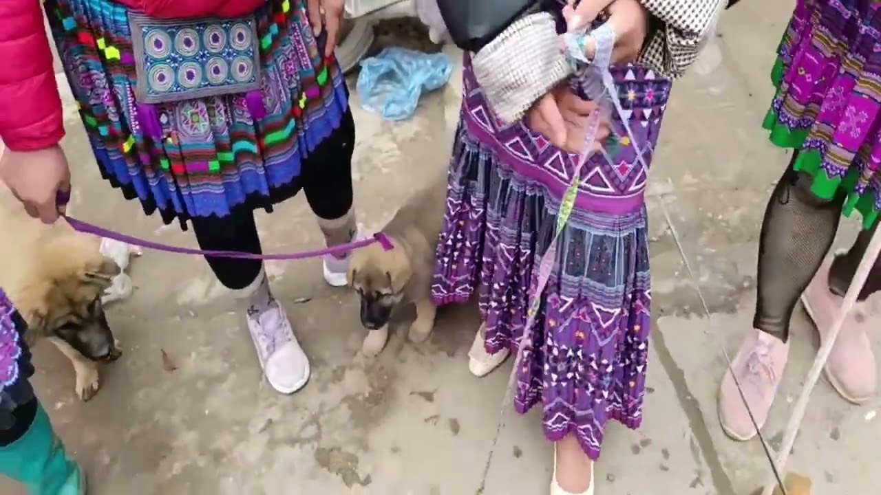Đi chợ chó Bắc Hà– Toàn chó con đẹp lạ! Chó xù, chó Hmoong