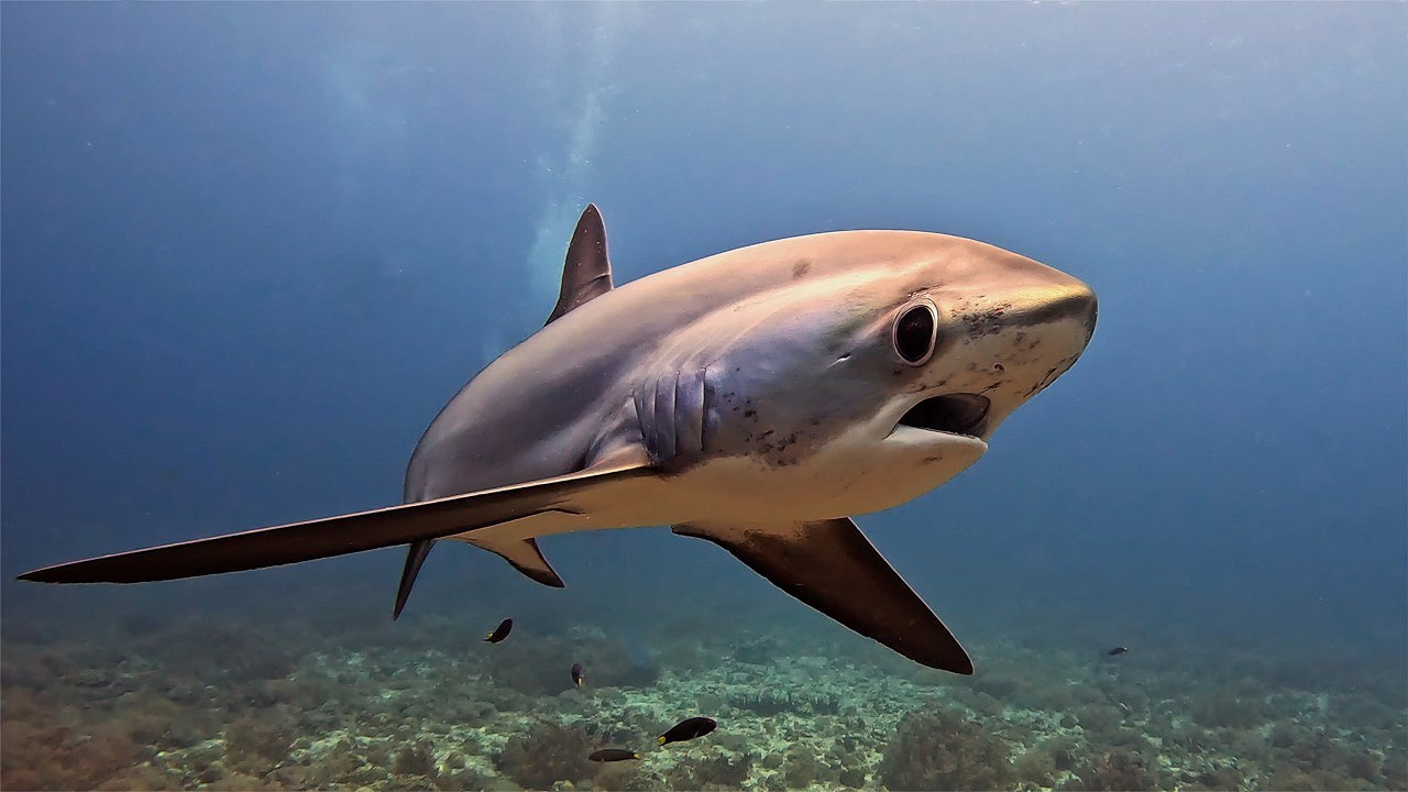 Thresher Shark fev25