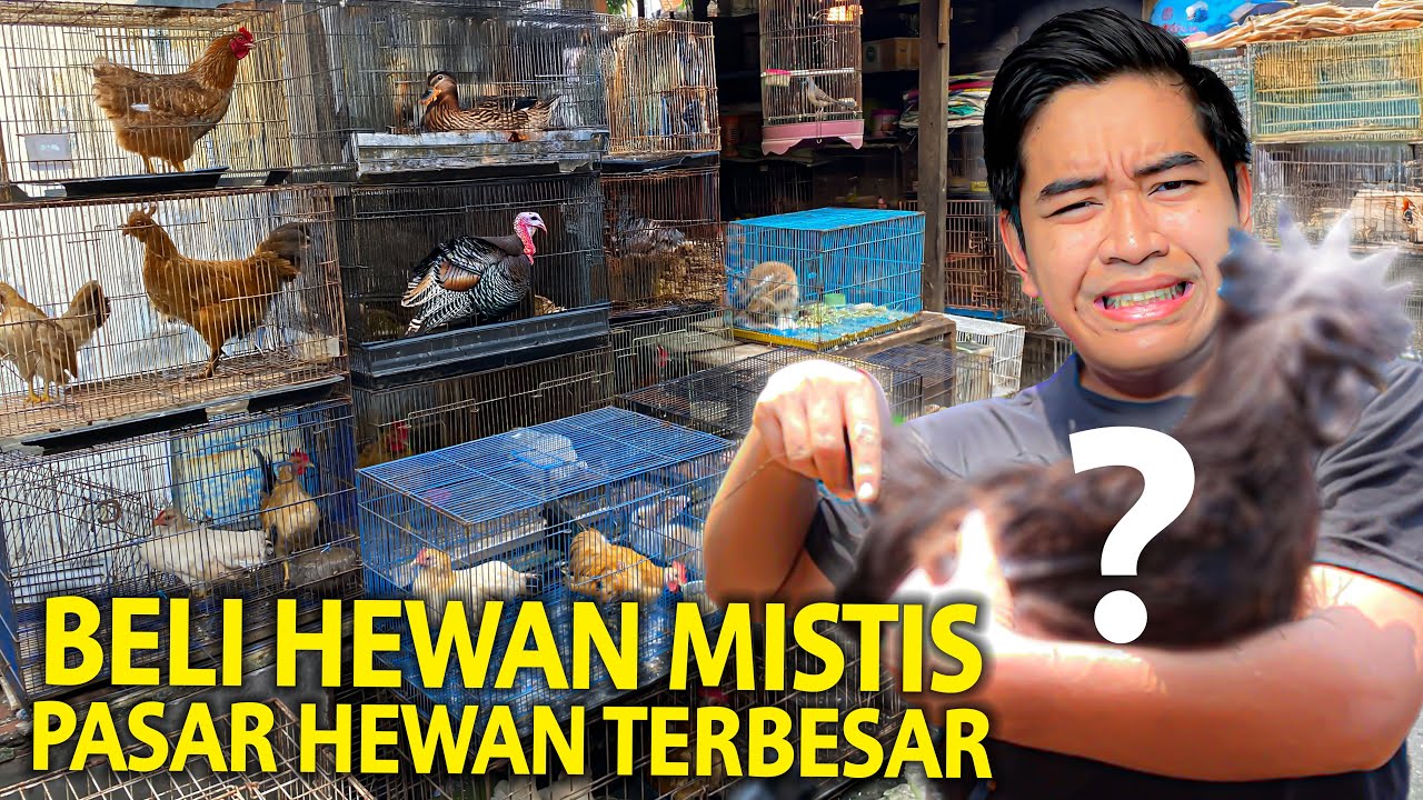 BELI HEWAN MISTIS DI PASAR HEWAN TERBESAR! KATANYA HEWAN INI SUKA DIPAKE RITUAL?!