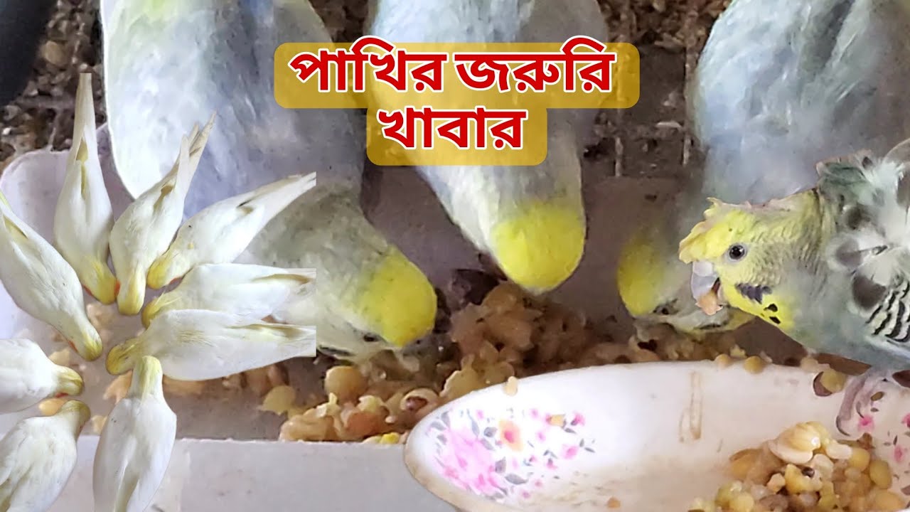 পাখিদের জন্য নরম খাবারের উপকারিতা 