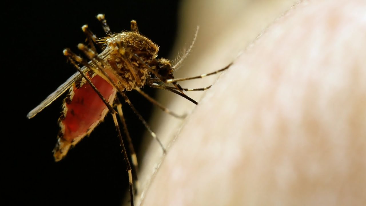 How China eliminated Malaria