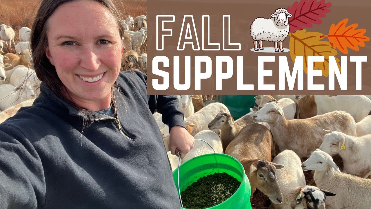LATE SUMMER / FALL SHEEP PROTEIN SUPPLEMENT | Soaked Alfalfa Pellets on Warm Season Grasses