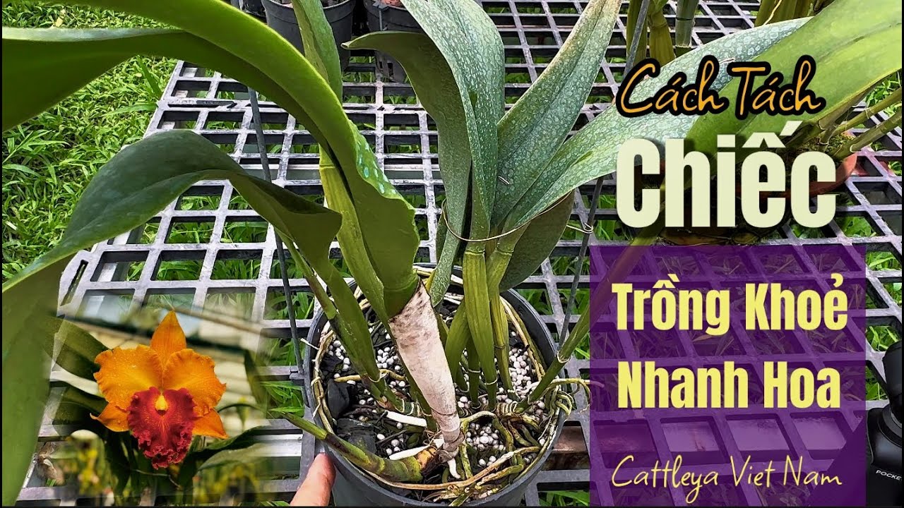 Kinh Nghiệm tách chiếc trồng lan cattleya hồi phục ra hoa nhanh #cattleyavietnam