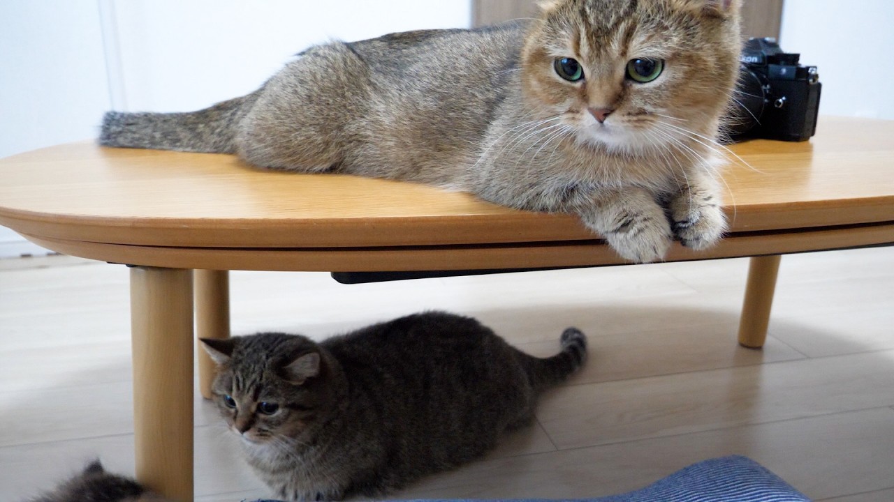 Whenever I take pictures of kittens, adorable cats gather around before I know it...