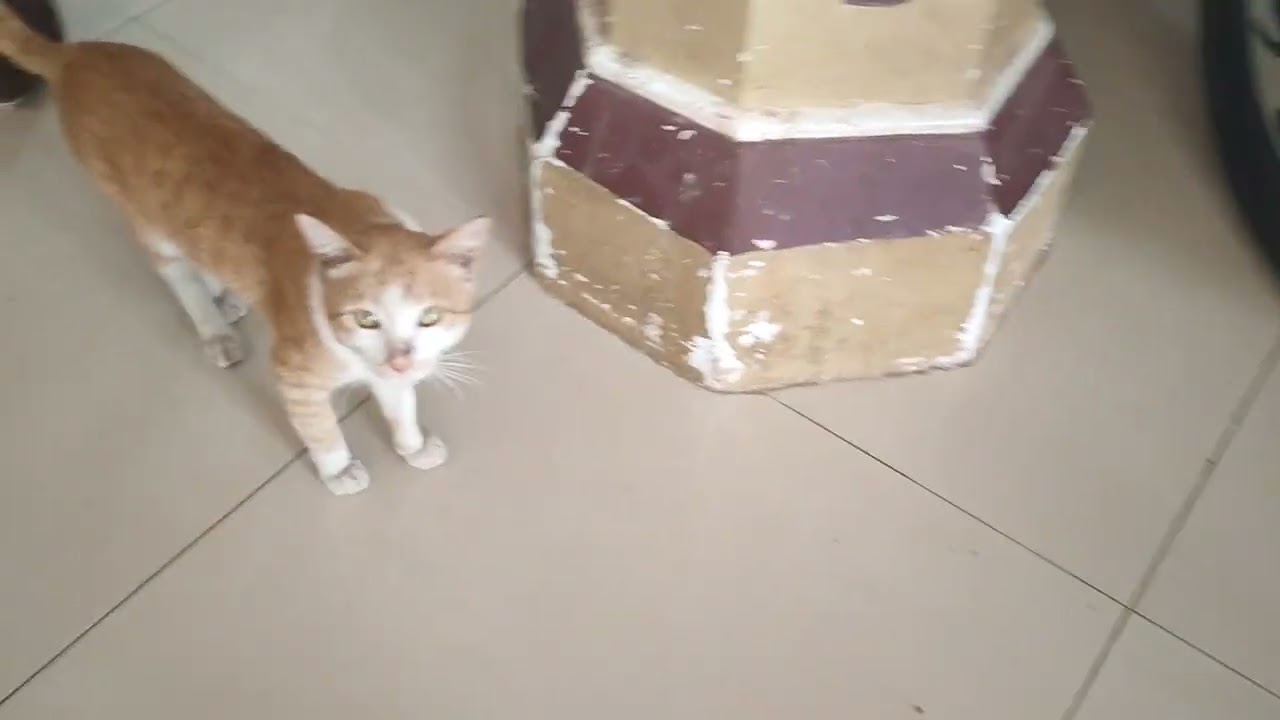 My cat Vs cat. 