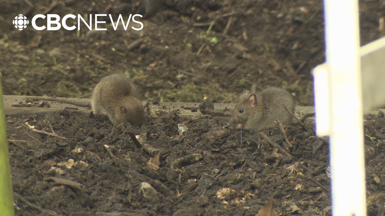 Vancouver pest control companies getting more calls about rats