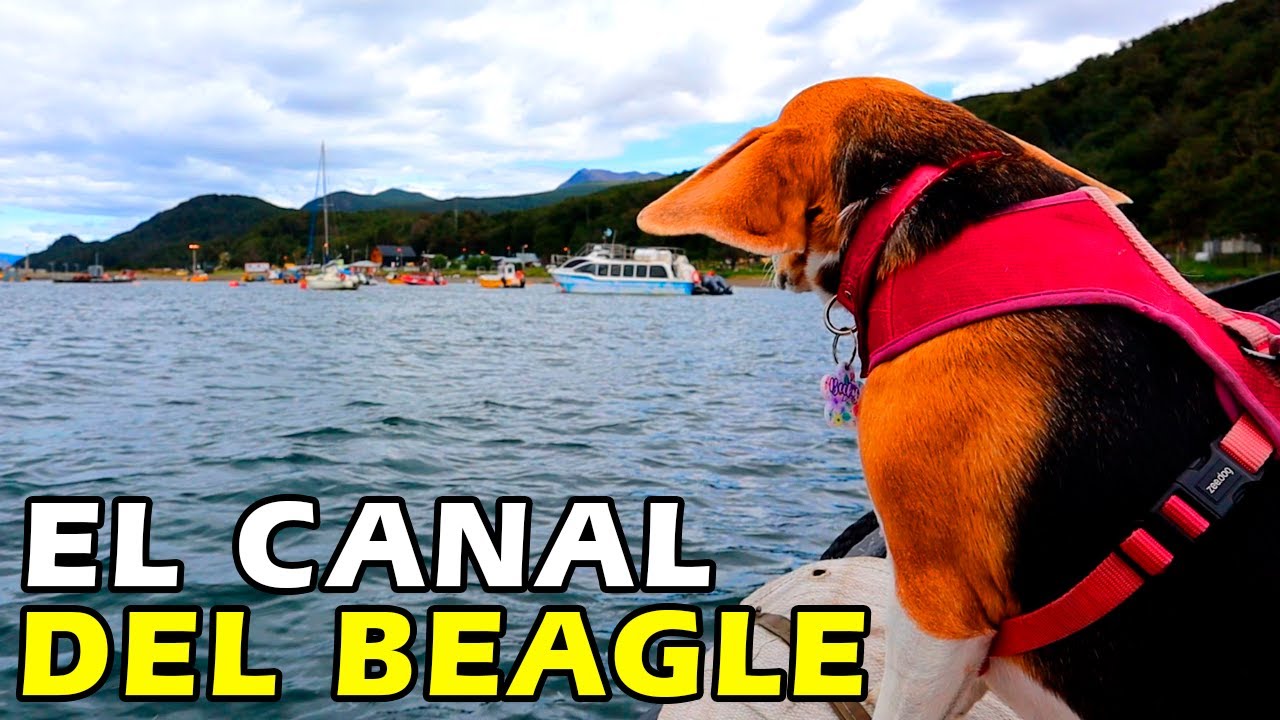 UN BEAGLE NAVEGANDO EL CANAL DEL BEAGLE - LLegamos a Puerto Almanza en Tierra del Fuego - T2/C27