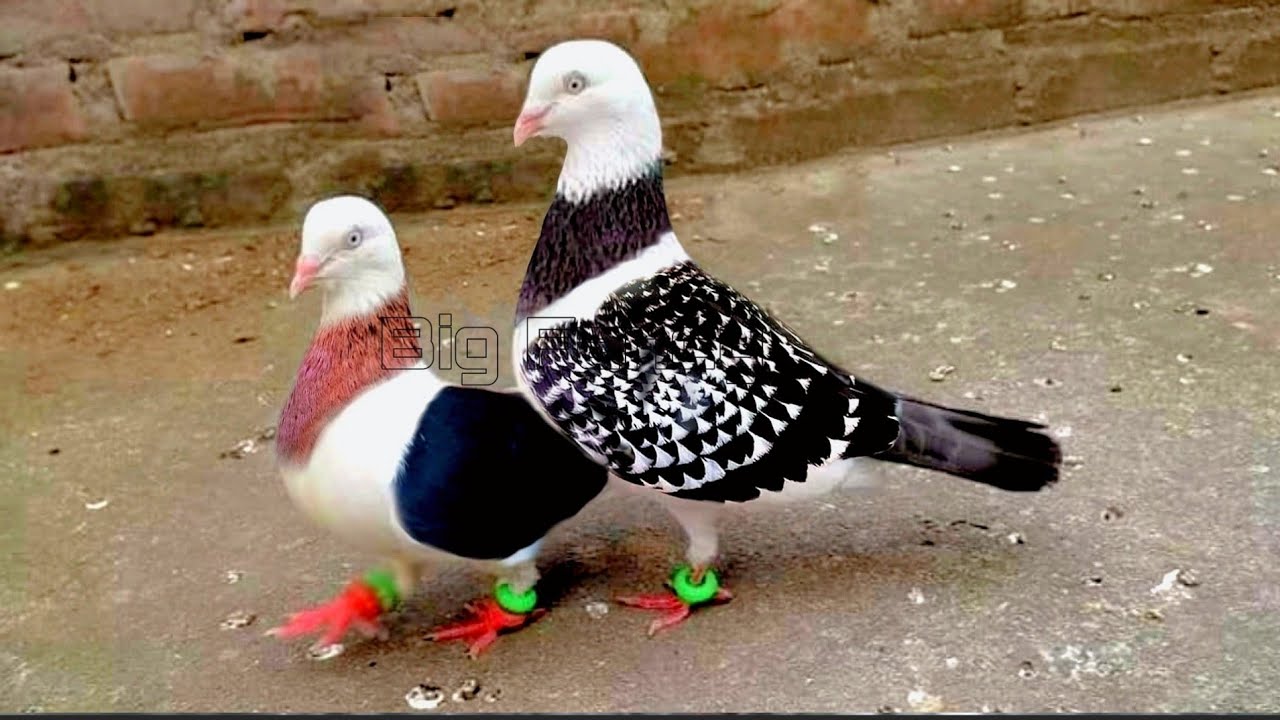 Best Fancy Pigeon Farm: Unique Fancy Pigeon Breeds & Names | Fancy Pigeon Video