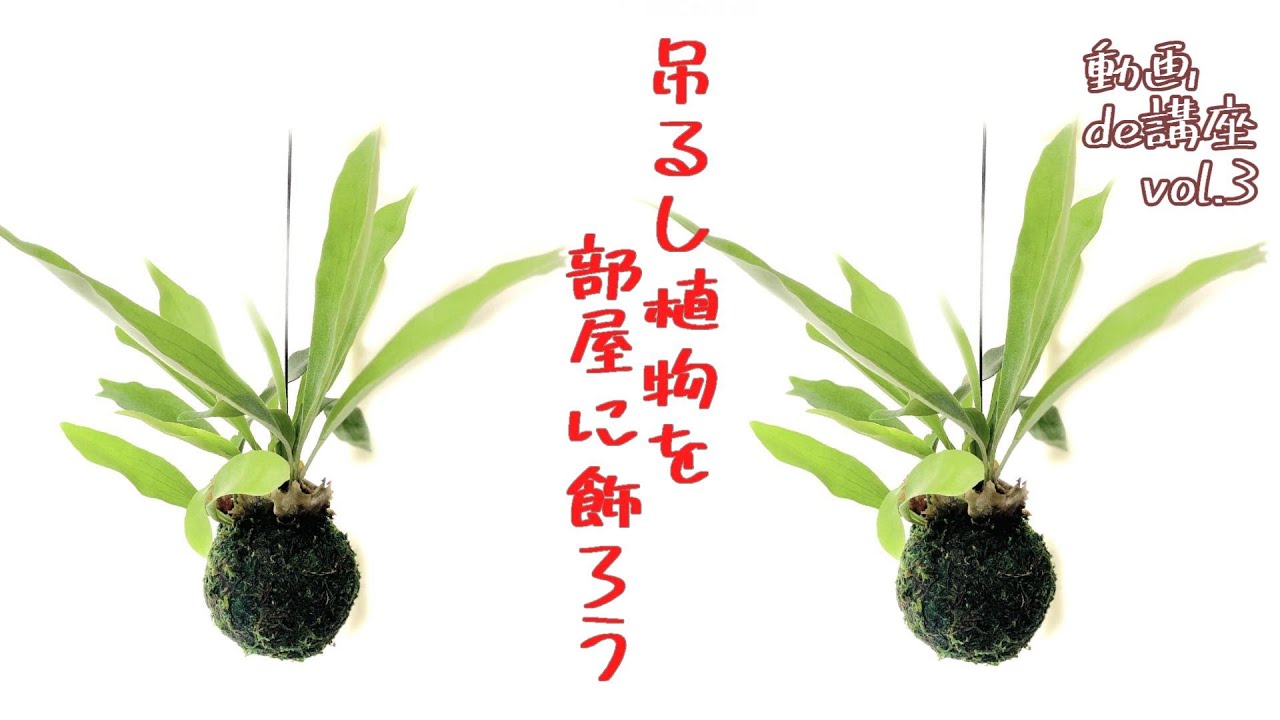 自分で作る“吊るし植物”を部屋に飾ろう！【動画de講座vol.03】