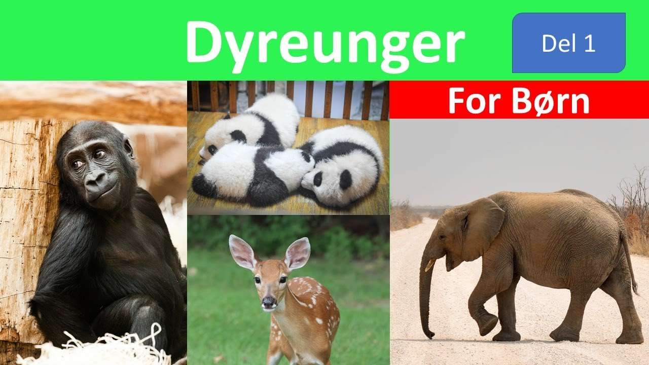 Søde Dyreunger og fakta om dyr | Dyreunger for børn (Del 1)