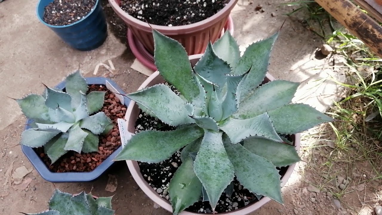 AGAVE POTATORUM 