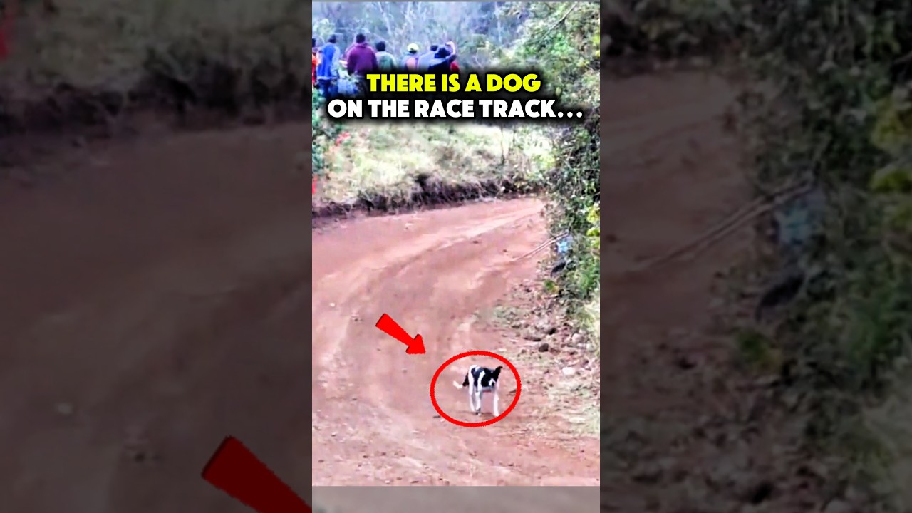 When Animals Get On Race Tracks... #f1 #rally #motogp