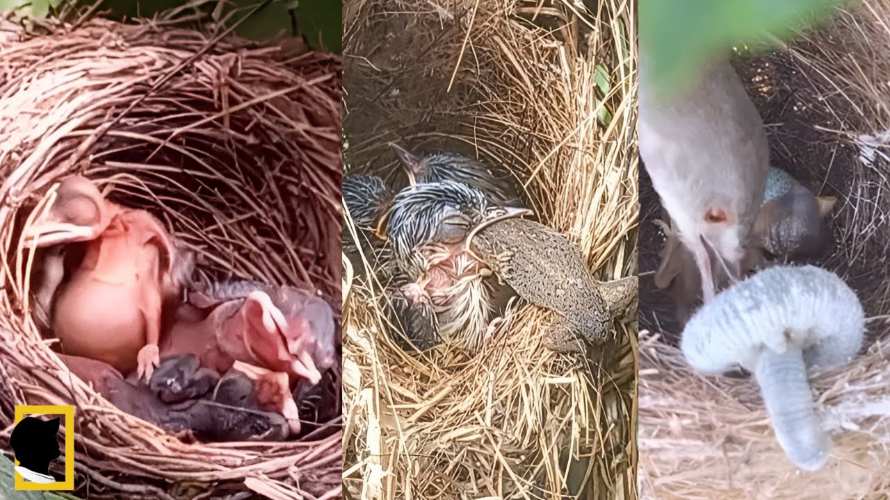 9 MOMEN MENYEDIHKAN DI DALAM SARANG BURUNG