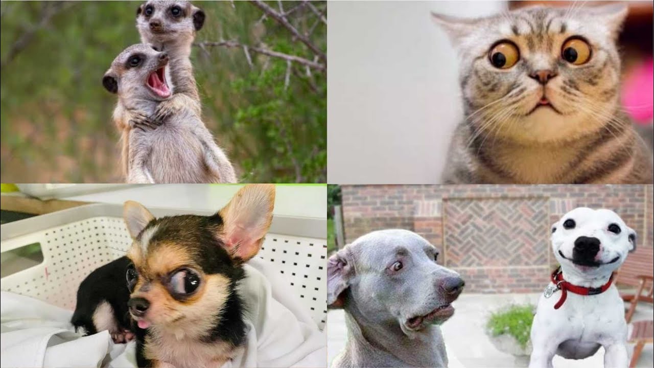 Ultimate Funny Animal Fails 2026 😂 Try Not To Laugh 