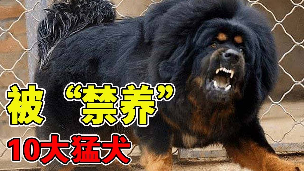 世界上被「禁養」的10大猛犬，你以為藏獒的戰鬥力真的是吹的嗎？ 【黑土日記】#動物世界