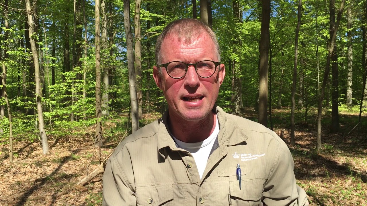 Skovflåter i naturen
