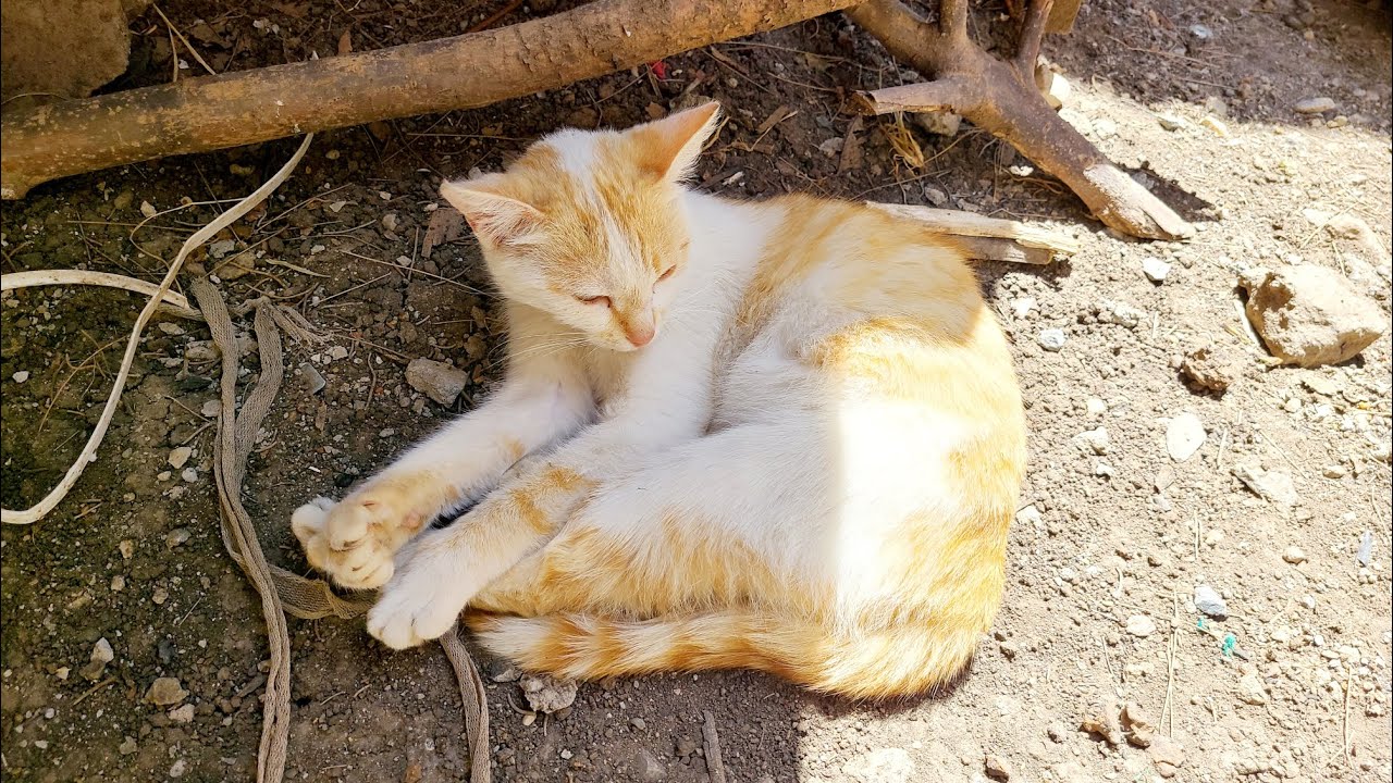 Monday routine for a CAT in AFRICA 🌍 😻
