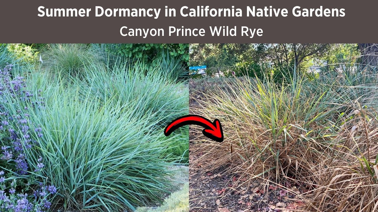 Canyon Prince Wild Rye | Summer Dormancy in CA Native Gardens