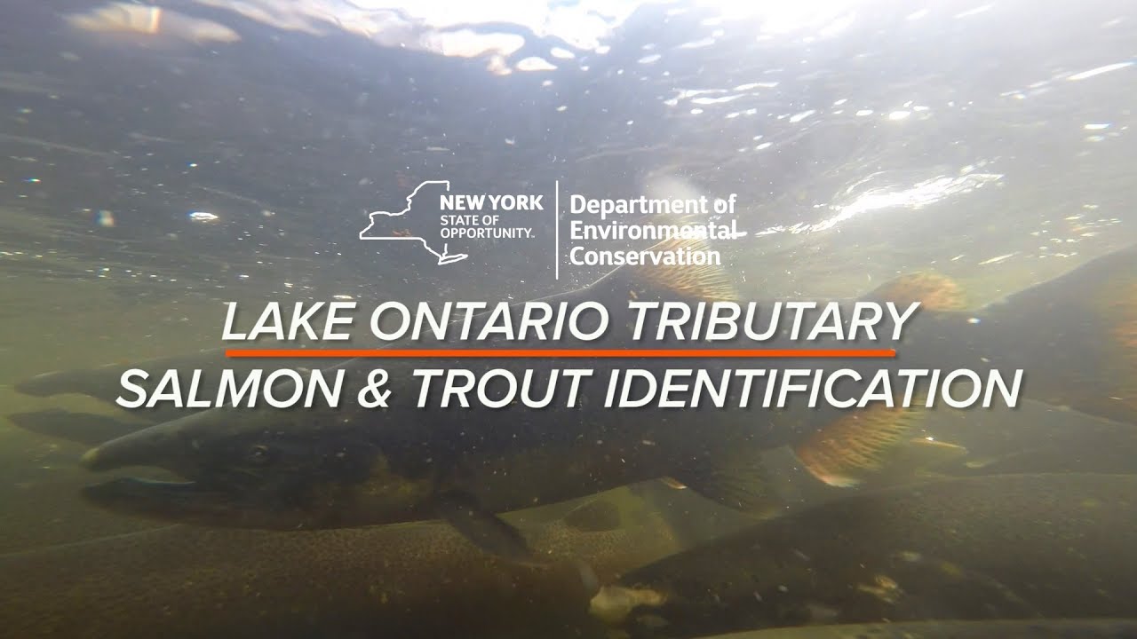 Lake Ontario Tributary Salmon & Trout Identification