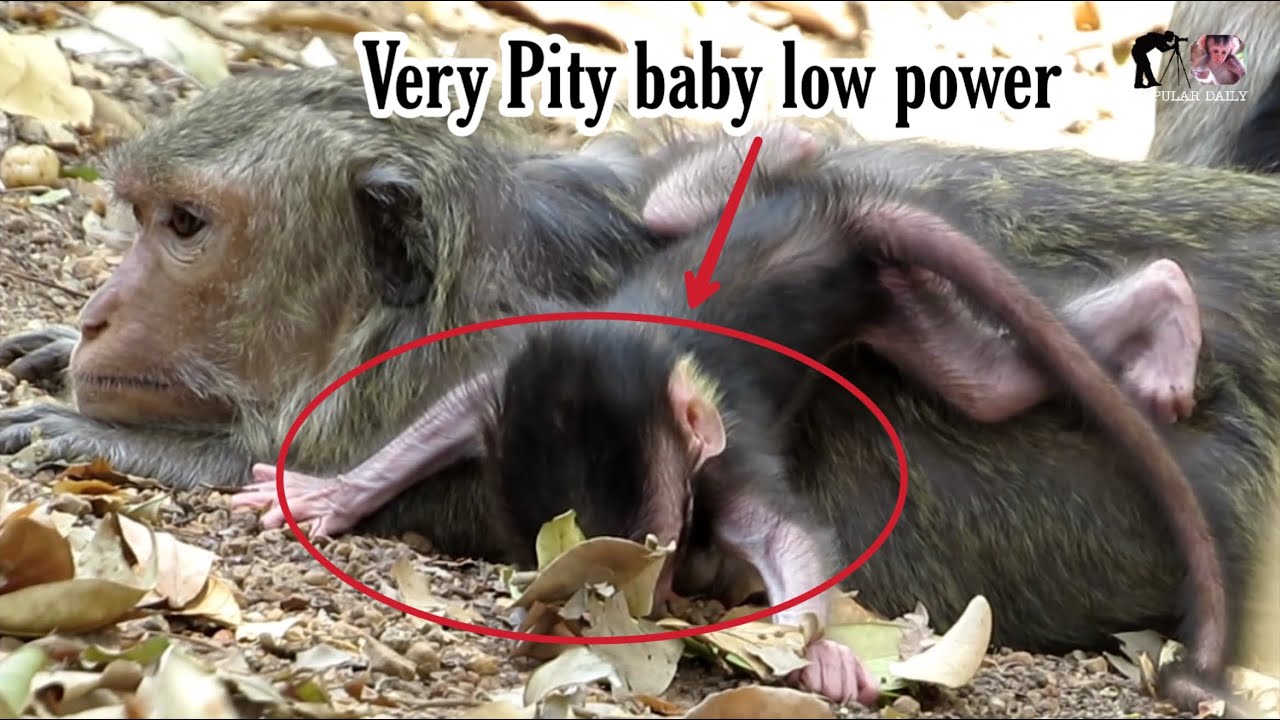 Very Pity Little baby low power he sleeping on the back mother